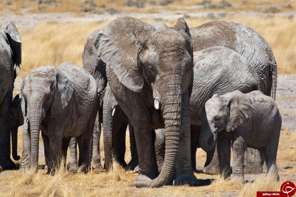 احساس همدردی در فیل‌ها چگونه است؟