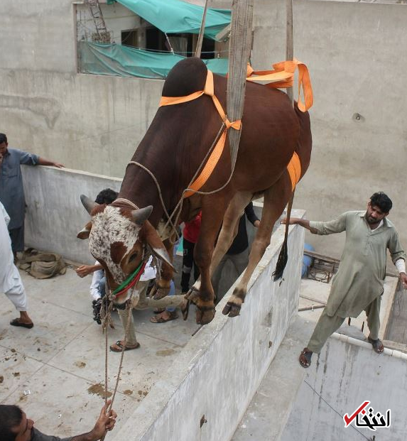 برنامه جالب دامپروران پاکستانی به مناسبت عید قربان+تصاویر