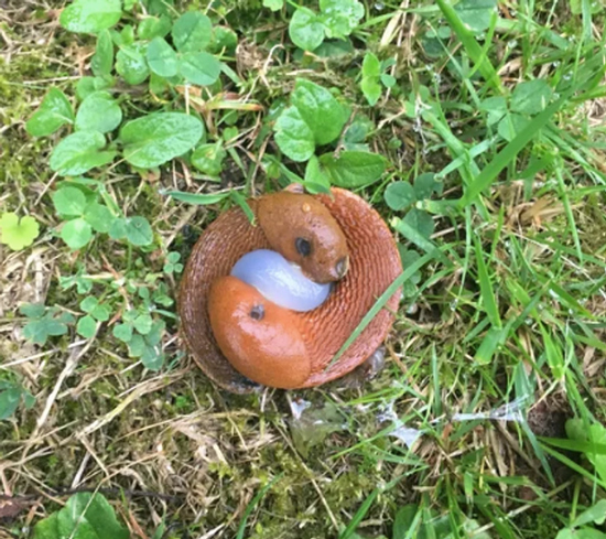 تصاویر جالبی که در نگاه اول شما را گول می زند