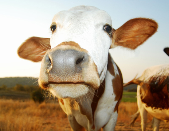 این بیماری های ترسناک تخیلی نیستند!