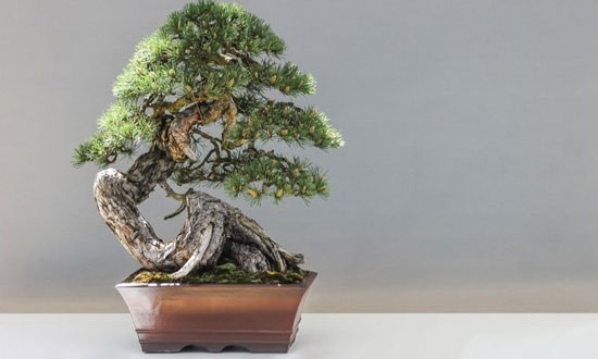 قدیمی‌ترین درخت بونسای در جهان