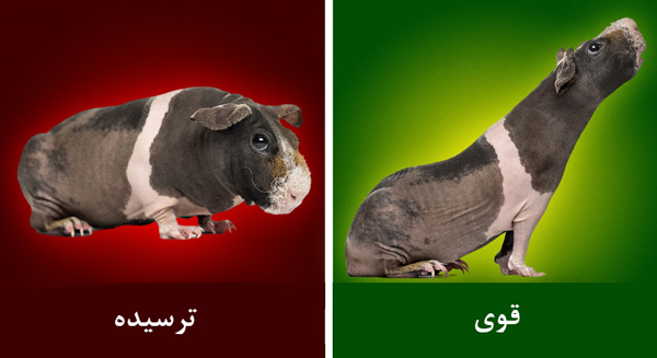 زبان بدن حیوانات را بشناسیم