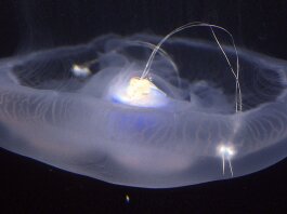 تبدیل عروس دریایی به کاوشگر!