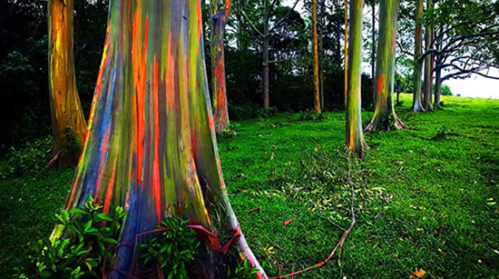 شگفت انگیزترین درختان جهان