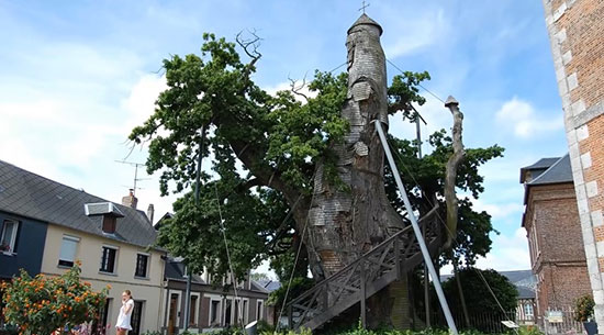 شگفت انگیزترین درختان جهان