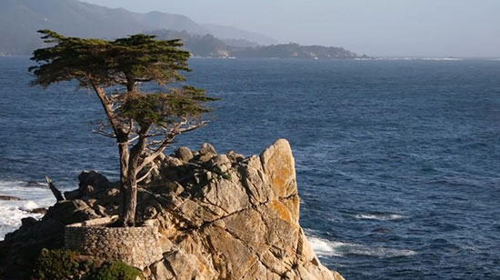 شگفت انگیزترین درختان جهان