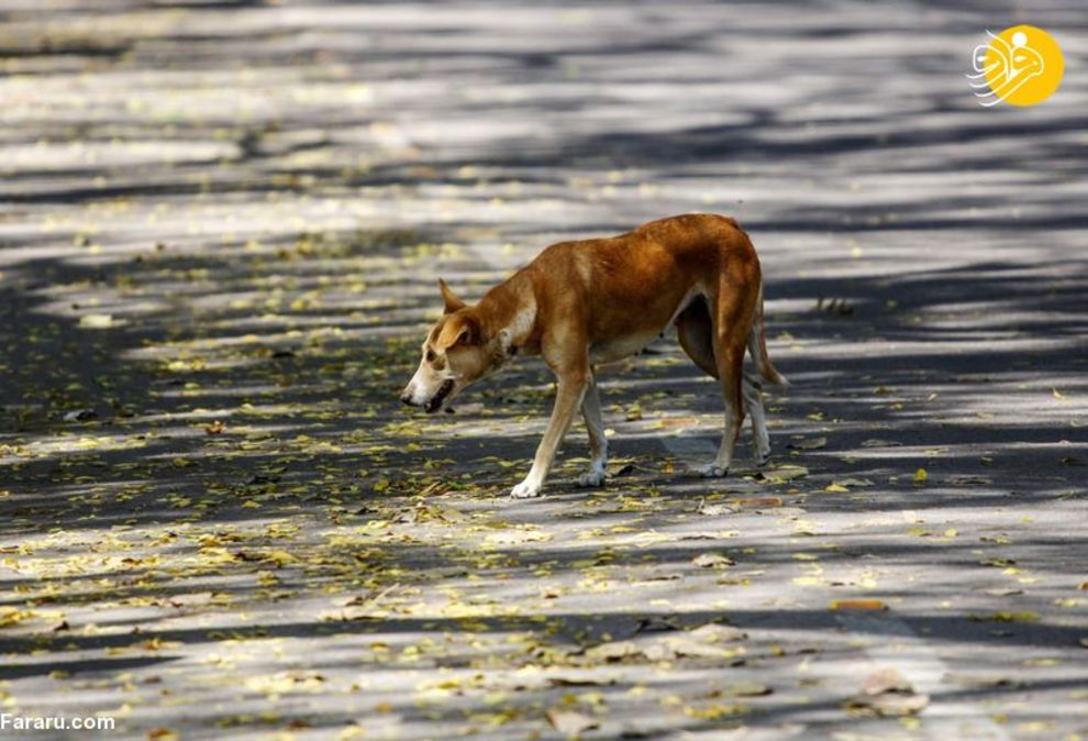 (تصاویر) شهرهای خلوت در تسخیر سگها و گربهها