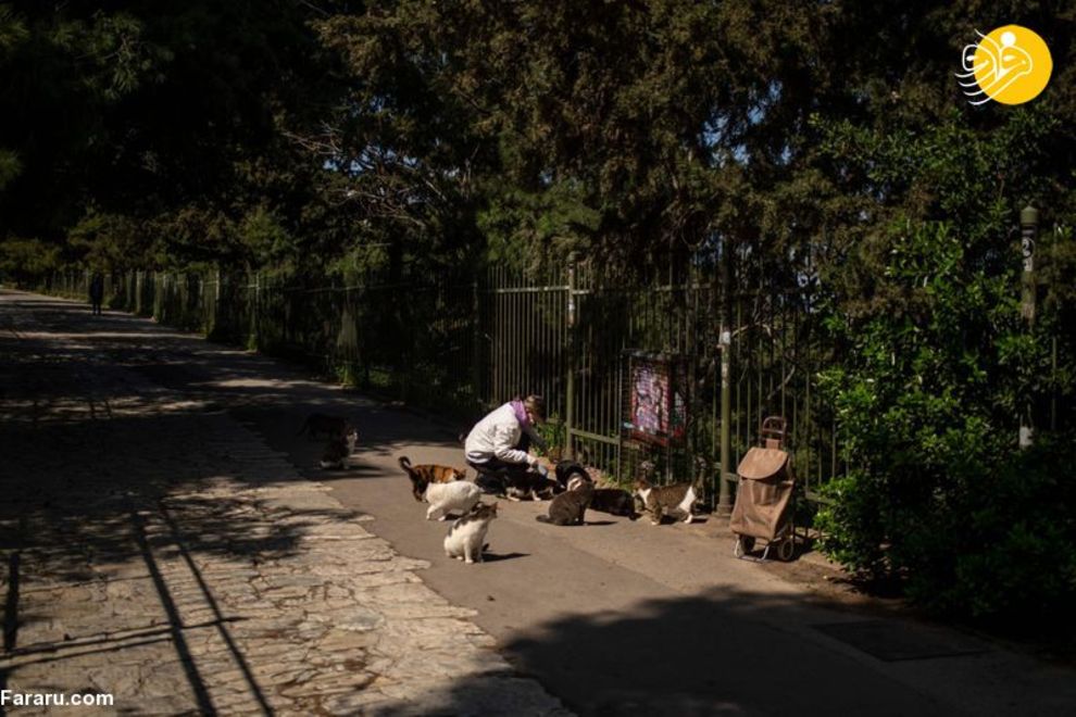 (تصاویر) شهرهای خلوت در تسخیر سگها و گربهها