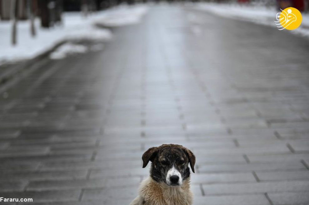 (تصاویر) شهرهای خلوت در تسخیر سگها و گربهها
