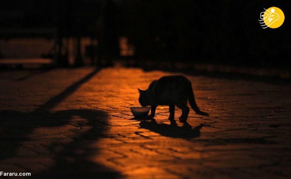 (تصاویر) شهرهای خلوت در تسخیر سگها و گربهها