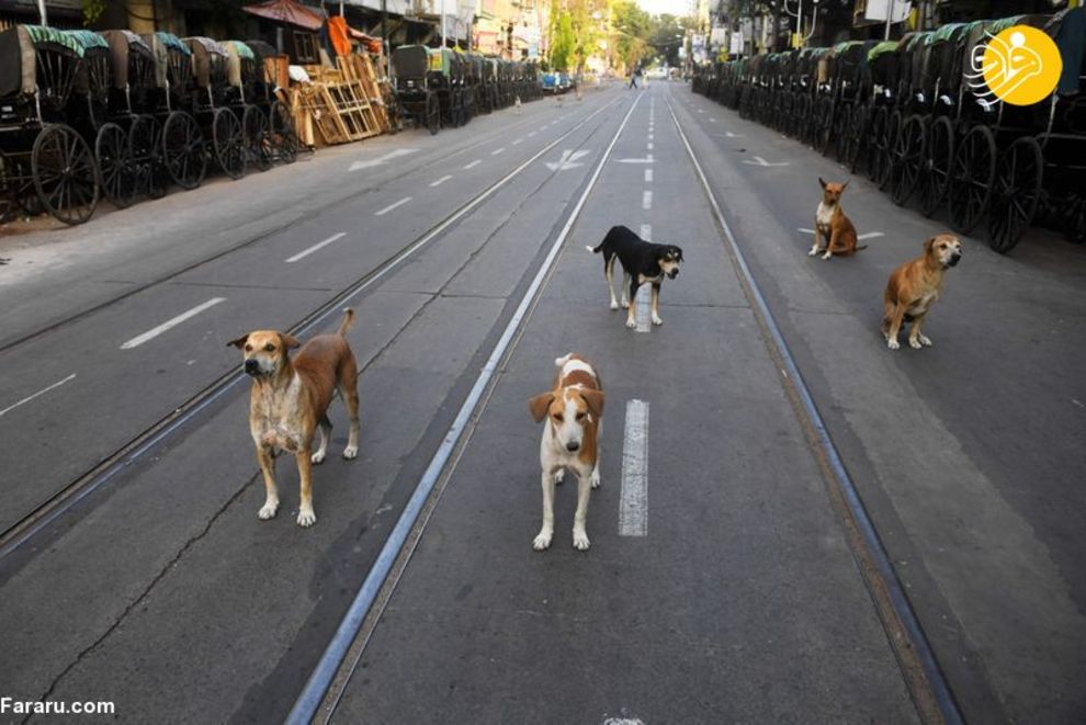 (تصاویر) شهرهای خلوت در تسخیر سگها و گربهها