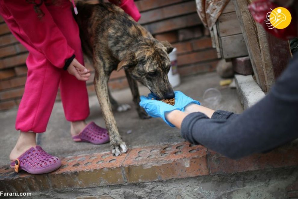 (تصاویر) شهرهای خلوت در تسخیر سگها و گربهها