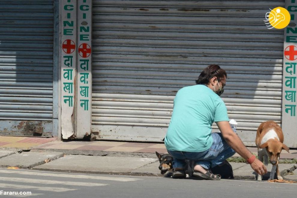 (تصاویر) شهرهای خلوت در تسخیر سگها و گربهها