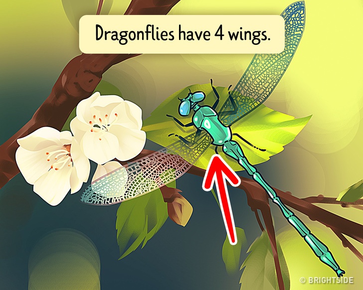 تست دقت و توجه: آیا می‌توانید در کمتر از یک دقیقه اشتباه این تصاویر را پیدا کنید؟