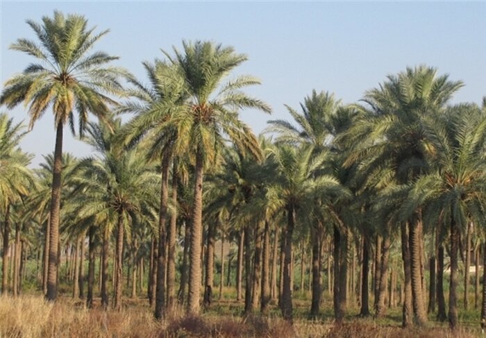 قصرشیرین شهر نخلهای سوخته اما ایستاده