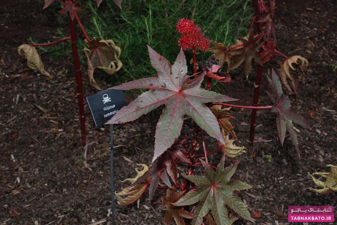 خطرناک‌ترین باغ گیاهان جهان با چندین کشته در یکسال