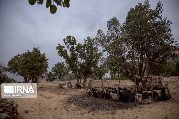 اشتغالزایی و بهرهبرداری اصولی با توسعه تعاونیها در منابع طبیعی اصفهان