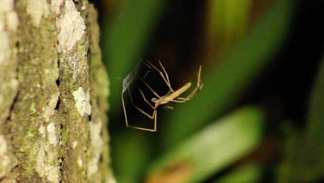 عنکبوت‌هایی که بدون گوش می‌شنوند!