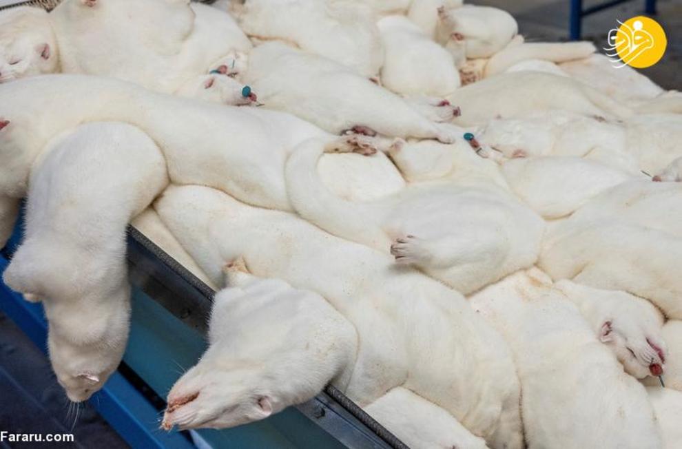 کشتار ۱۷ میلیون راسو در دانمارک/ عکس‌ها