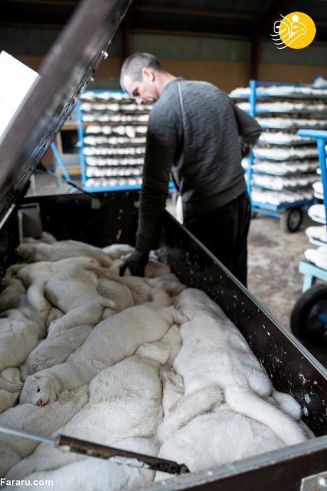 کشتار ۱۷ میلیون راسو در دانمارک/ عکس‌ها