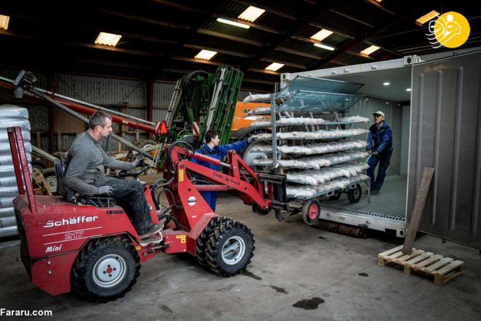 کشتار ۱۷ میلیون راسو در دانمارک/ عکس‌ها