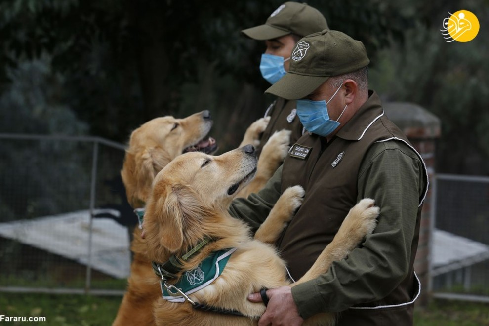 سگ‌های کرونایاب، از ایران تا فنلاند/ تصاویر‌
