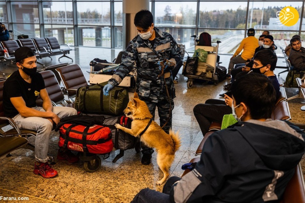 سگ‌های کرونایاب، از ایران تا فنلاند/ تصاویر‌