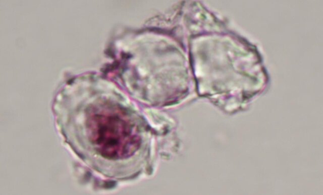 کشف اسرار دایناسورها با بررسی غضروف‌های فسیل‌شده!