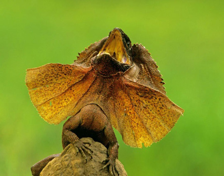 تصاویر شیطان خاردار, نی ماهی اسفنجی عجیب ترین ماهی, تصاویر عجیب ترین موجودات دریایی