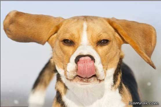 عوارض گازگرفتگی سگ خطرات گاز گرفتگی سگ