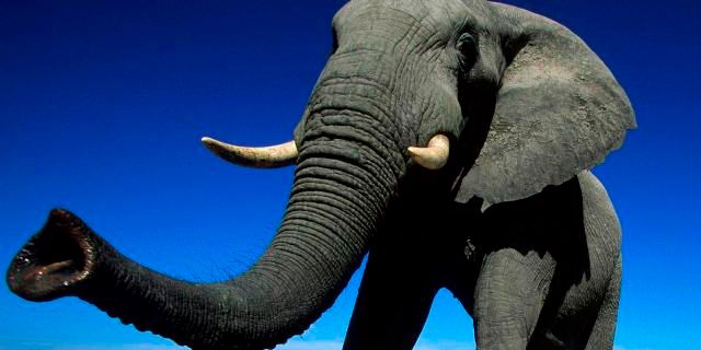 ۱۸ حقیقت بسیار جالب در مورد فیل ها که شاید نمیدانستید