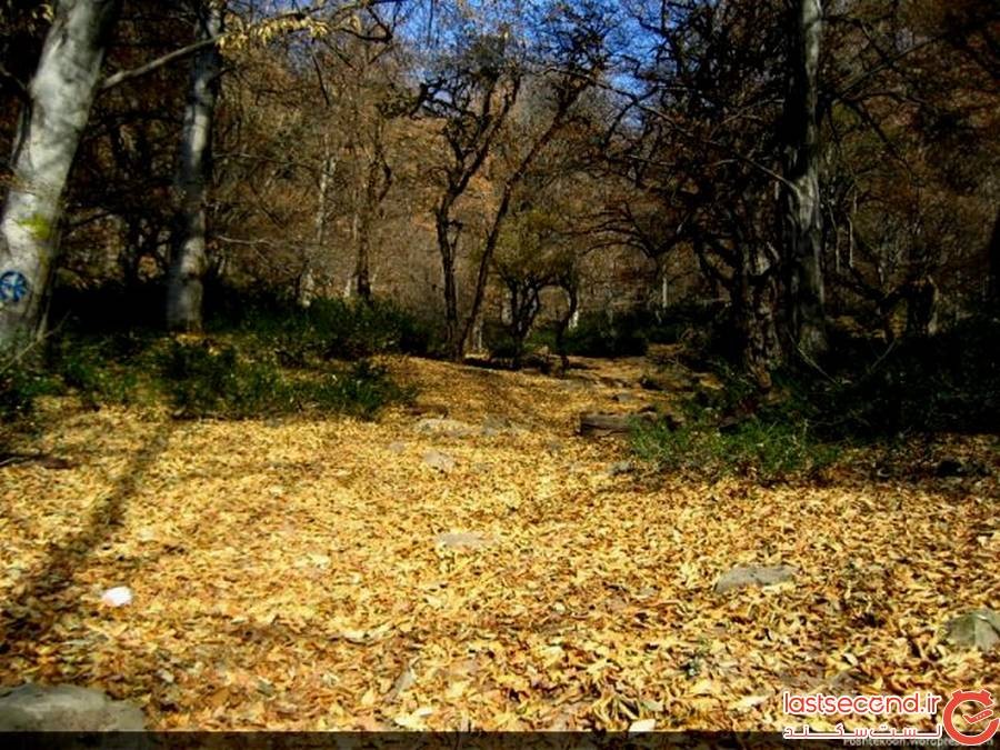 جنگل الیمستان آمل