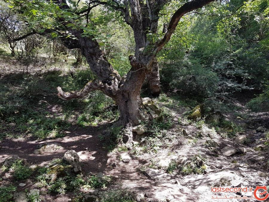 جنگل رویایی الیمستان در آمل