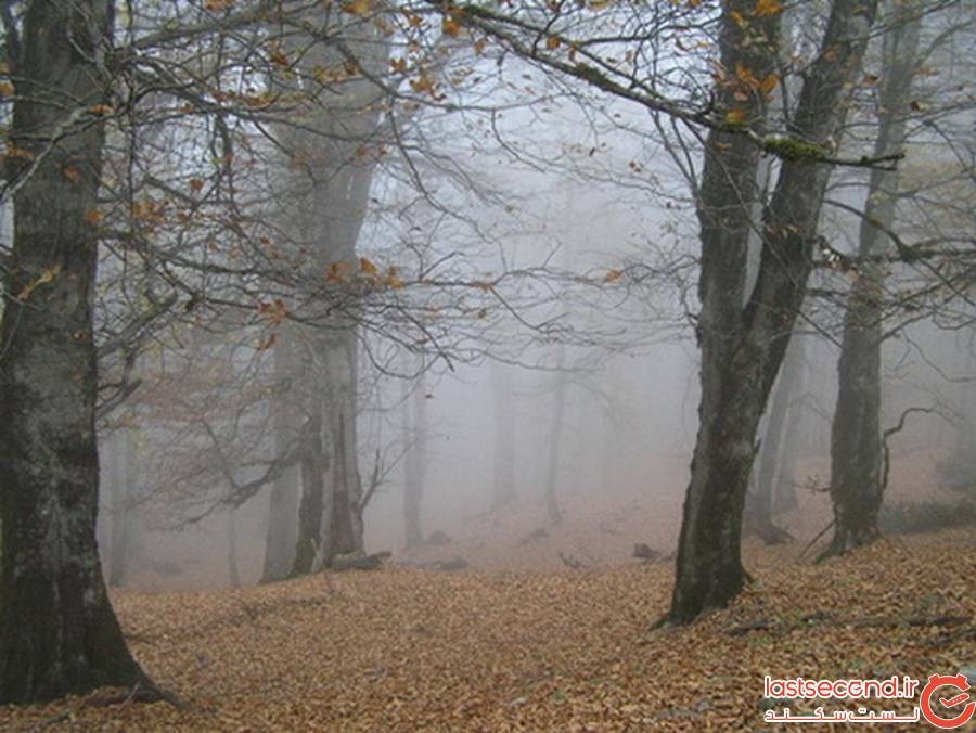 جنگل الیمستان آمل