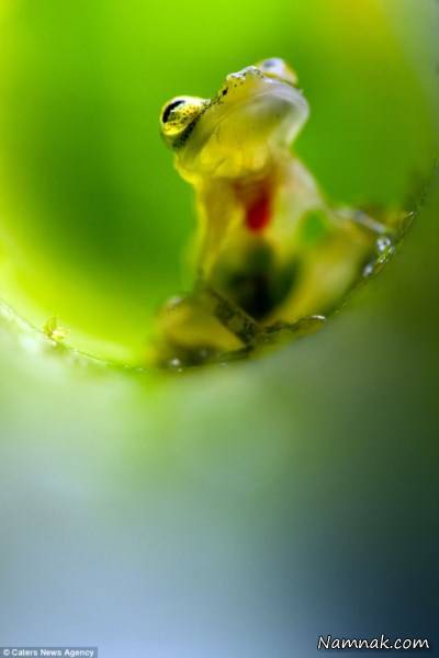 عکس قورباغه شیشه ای قورباغه شیشه ای