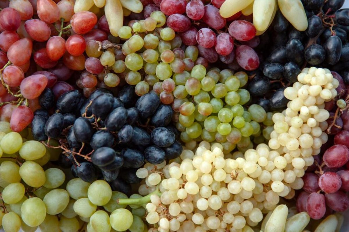 این موقع انگور بخورید چاق می‌شوید