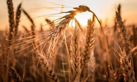 قیمت واقعی گندم چقدر است؟
