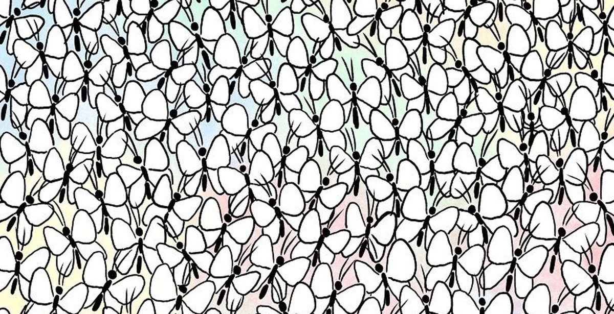 مورچه ای که میان پروانه ها پنهان شده است/ یک چالش برای تیزبین ها
