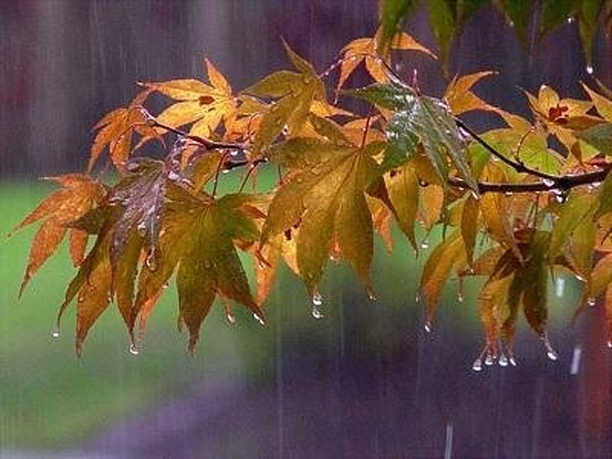 بارش باران و وزش باد شدید در بیشتر استان ها
