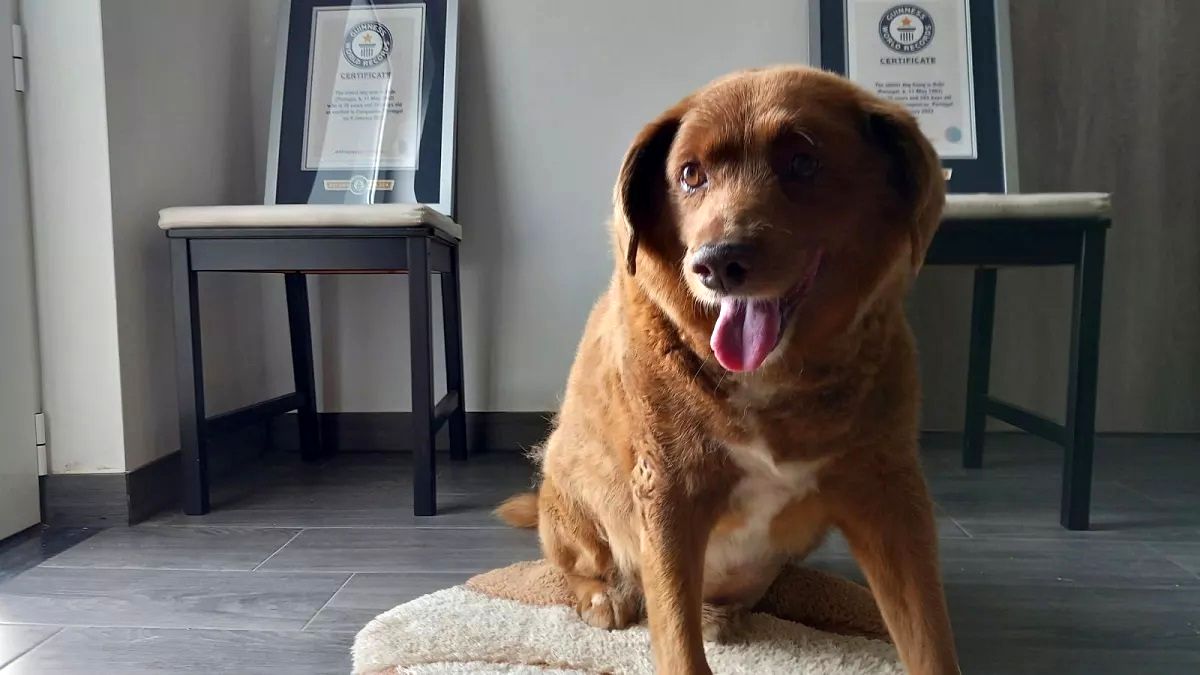 گینس عنوان پیرترین سگ جهان را زیرسوال برد/ ویدئو