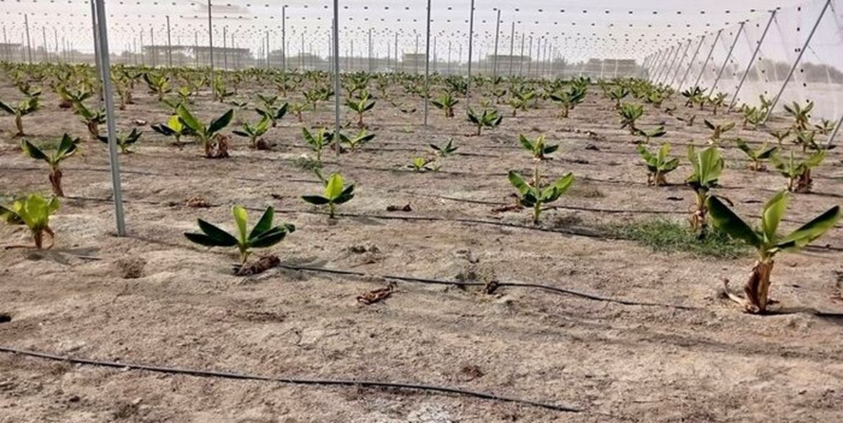 گام بزرگ برای پایان واردات موز به کشور/ آغاز کشت هزار هکتار با مشارکت بخش خصوصی در جاسک
