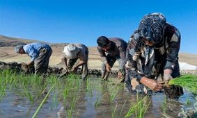 فوت دومین جوان کشاورز در مازندران بر اثر بیماری "تب شالیزار"

