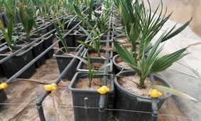 توزیع 2000 اصله نهال خرمای تجاری مجول در سیستان و بلوچستان