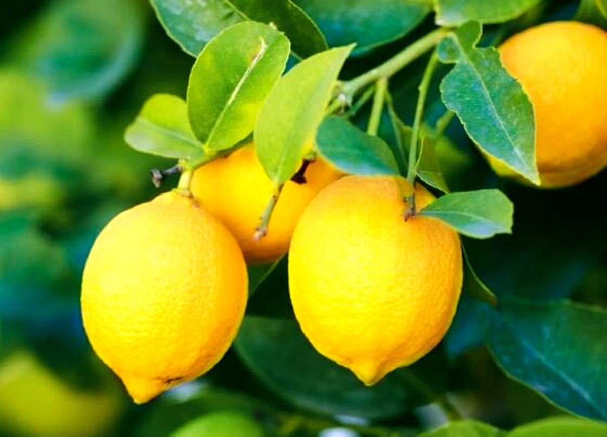 لیمو بخوریم یا خیر؟