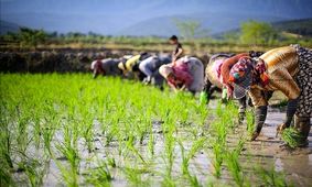 آواز زنان هنگام نشاء در مازندران/ ویدئو

