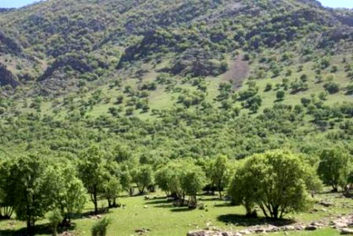 ۱۵ نکته درباره جنگل های زاگرس