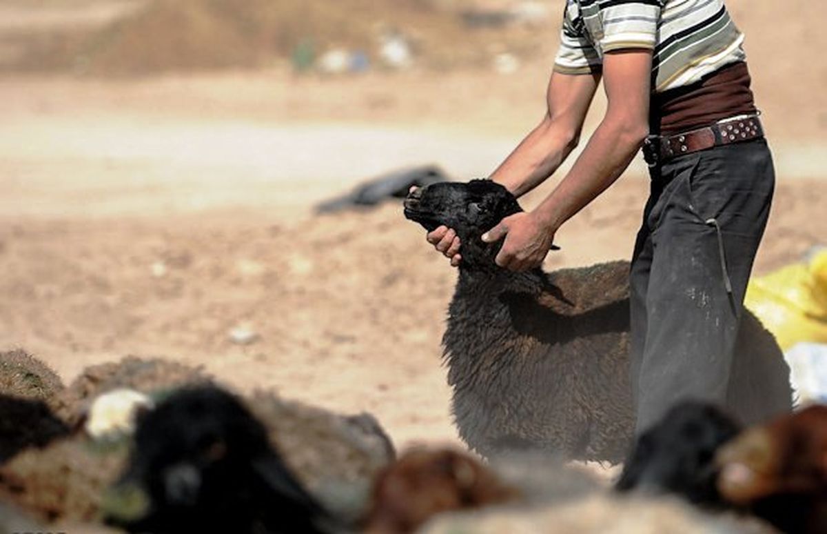 سارق جوان 19 گوسفند را به سرقت برد
