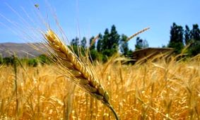سنگ تمام جهاد کشاورزی خوزستان برای مردم/ خوزستان دیار نخل و بلوط است، سرزمین آب و آیینه و آفتاب