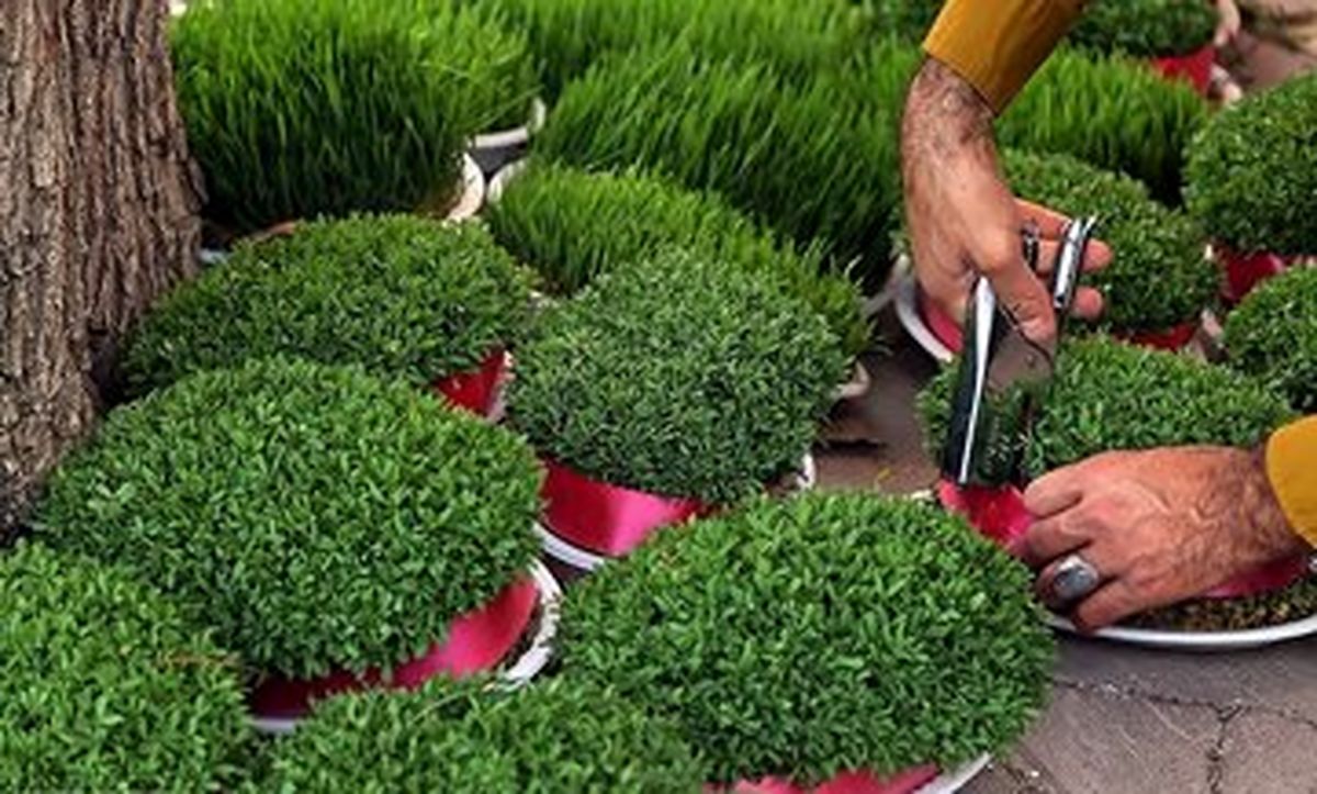 معرفی ۷ مدل سبزه برای نوروز و سفره هفت‌سین