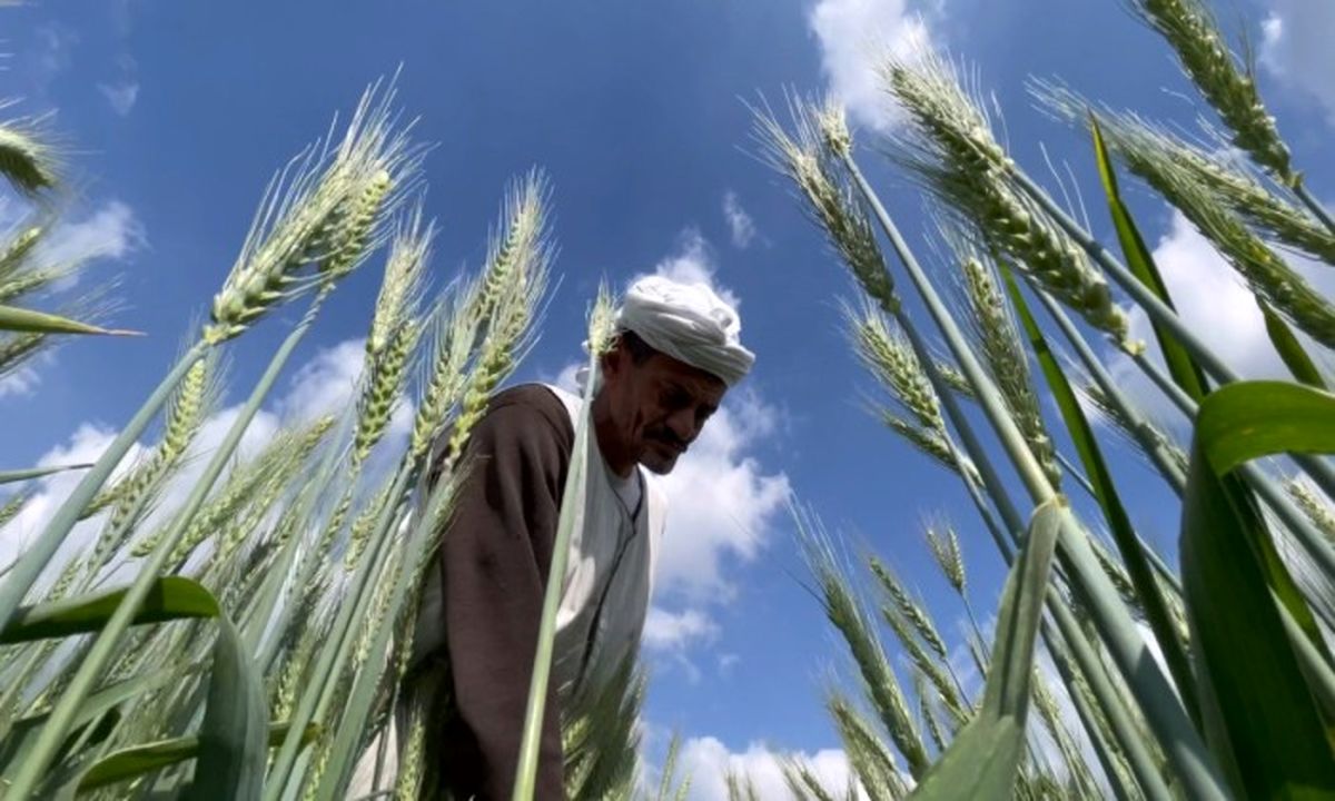 گندم در قبال کود؛ مذاکرات مصری- هندی برای تأمین امنیت غذایی

